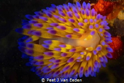 Shining Light. Colorful Gas flame Nudibranch by Peet J Van Eeden 